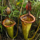 Illustration for article titled Mammal-Eating Plants Found in the Philippines